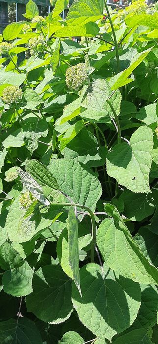 Продам  гортензию Анабель