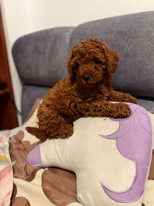 Той пудельки Китай