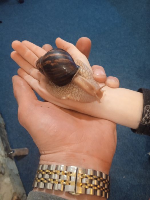 Элитные улитка Ахотина ЭКСКЛЮЗИВ доставка по Украине и за границу