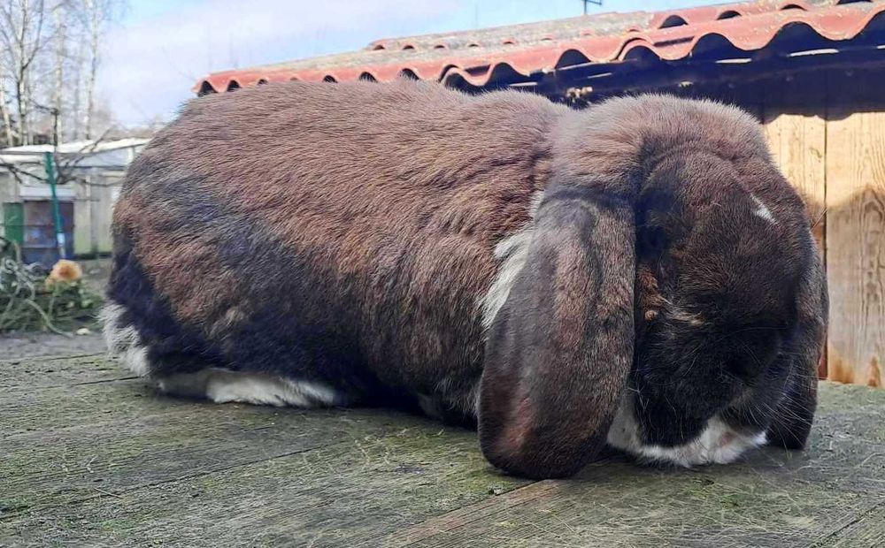 Króliki barany francuskie