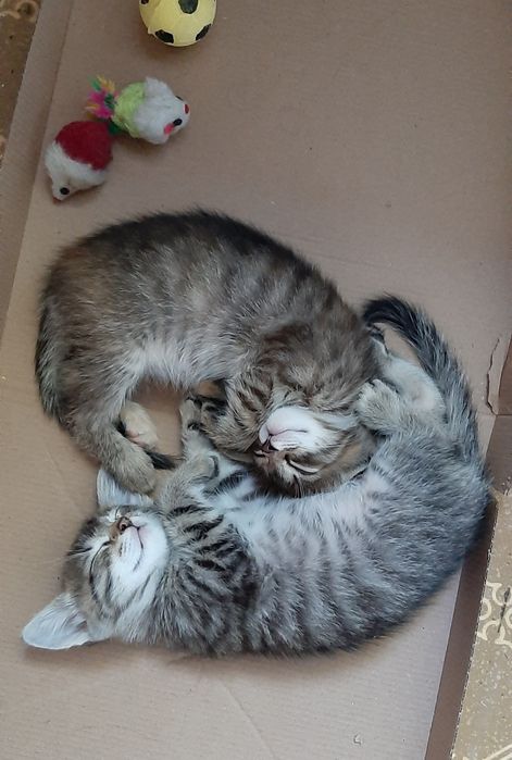 Котята ищут дом, бесплатно.