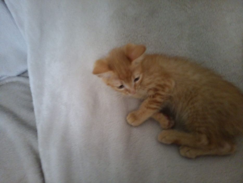 Gatinhas para adopção