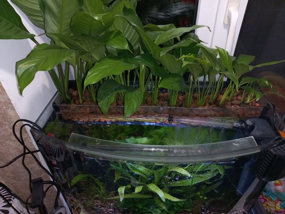 Продам Спатифиллум