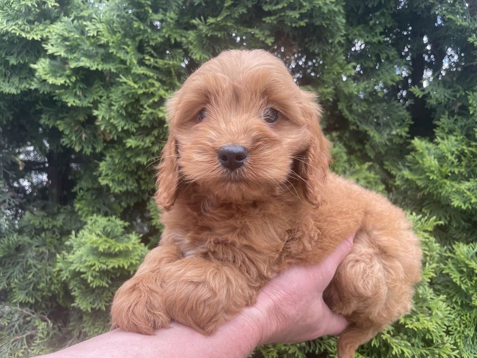 Cockapoo szczeniaki