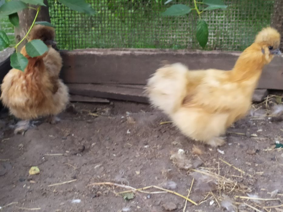 Продам кур Кітайські пухові