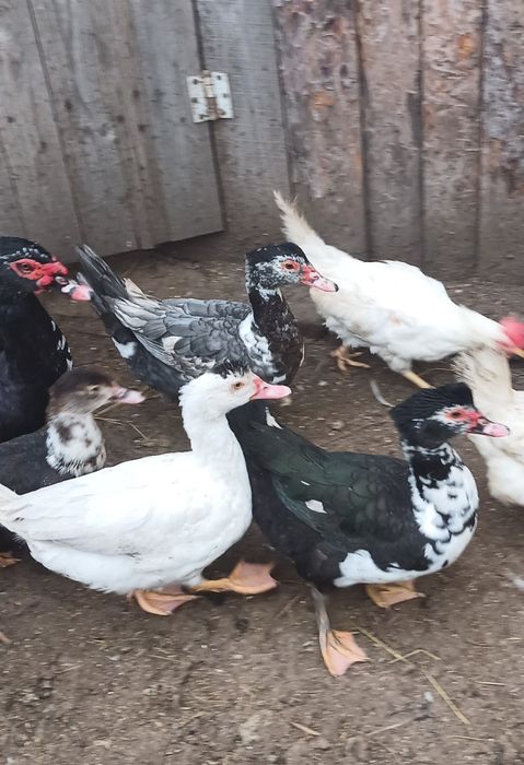 Індо утки /индоутки / качки