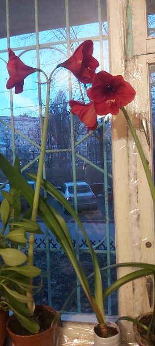 Гиппеаструм семейства амариллис