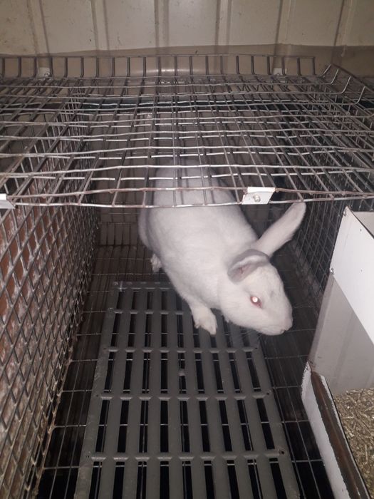 Самки термоны белые полтав серебро