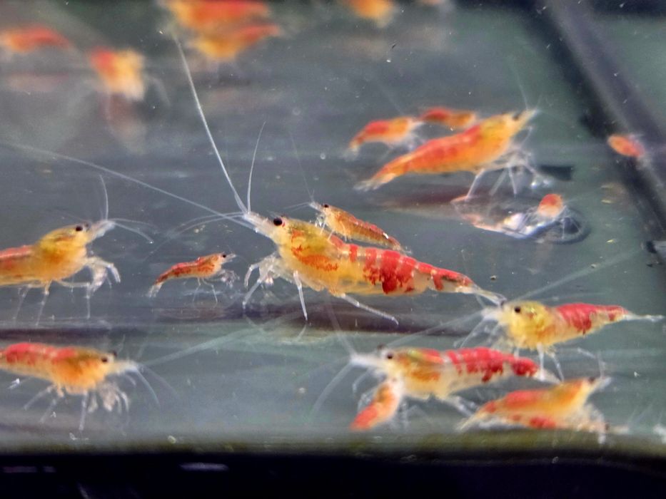 Krewetka caridina Calceo Bee Red Dragon