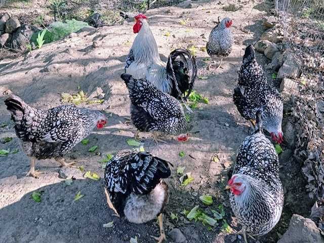 Яйце на інкубацію, курчата, Віандот: блакитне золото, срібло.