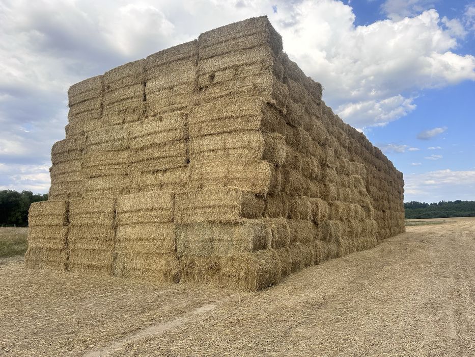 Słoma duża kostka duże kostki słomy pszenica jęczmień