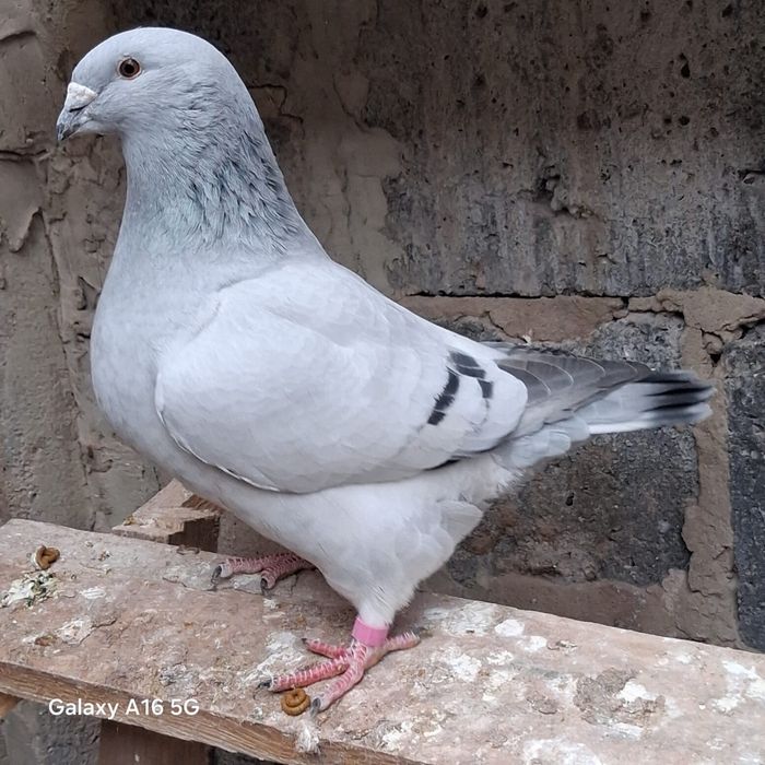 Gołąbie gołąb samiec 2025 Standard