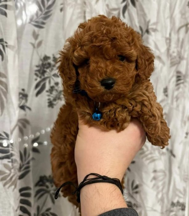 Дівчинка той пудель, Красуня