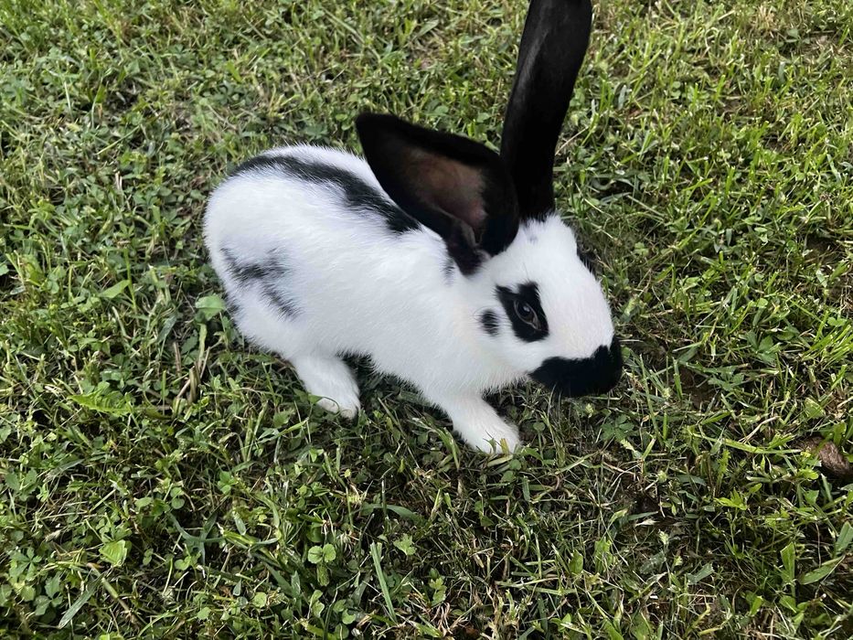 Кролі німецький строкач