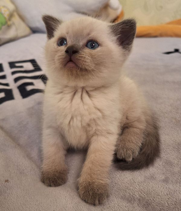 Пропонуються чарівні кошенята породи Scottish Fold та Scottish Straight