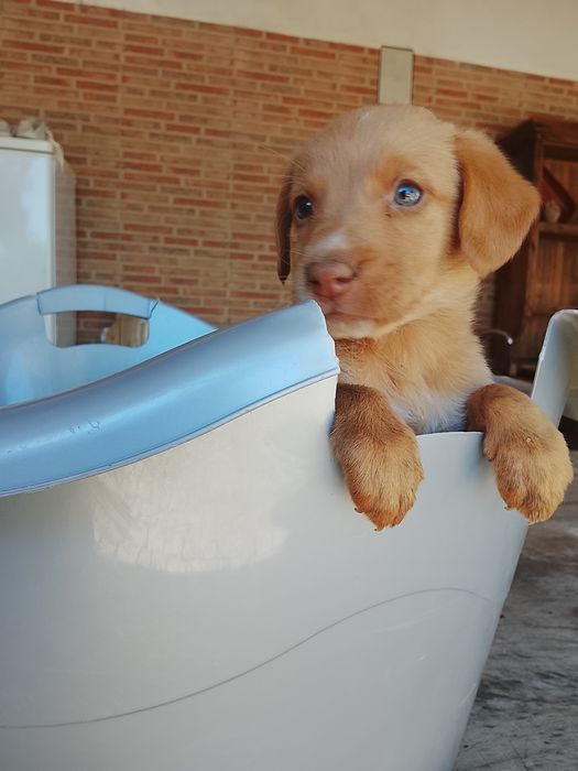Cachorrinhos de porte médio para adoção