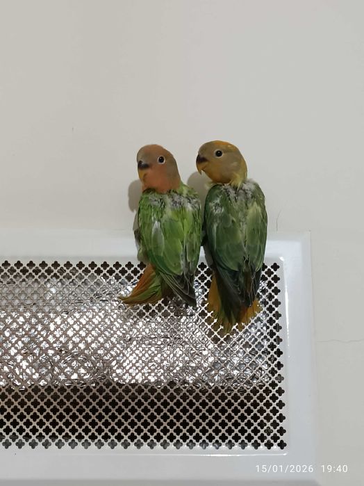 Agapórnis Roseicollis para levantarem voo