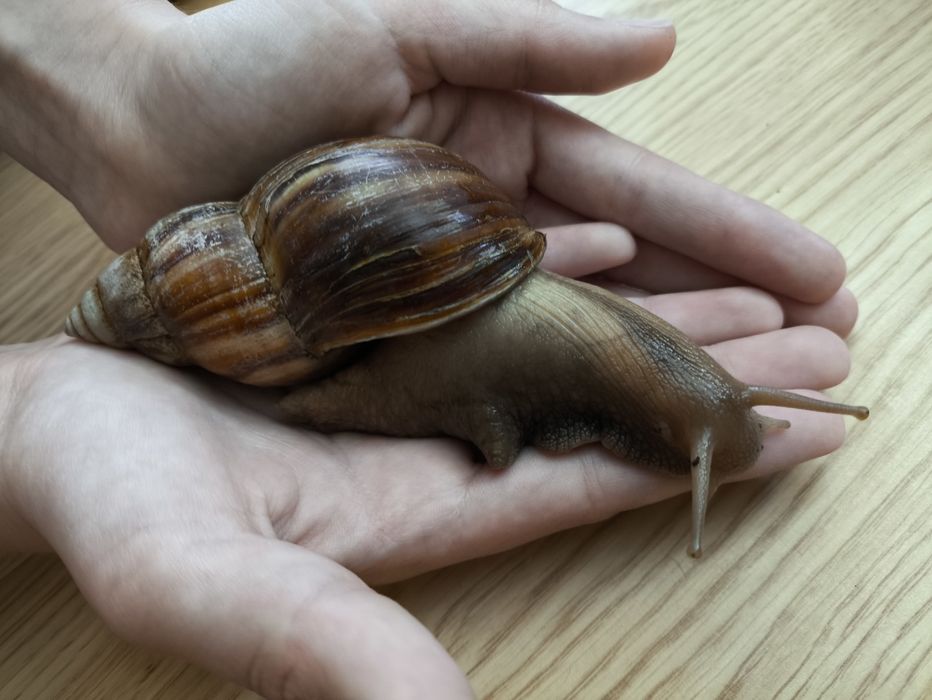 Равлики Ахатини, 1 та 5 років