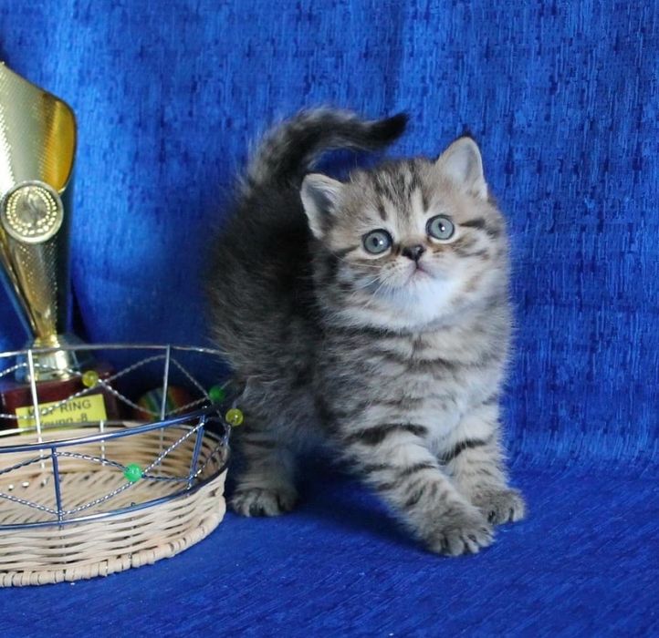 Девочка шотландская