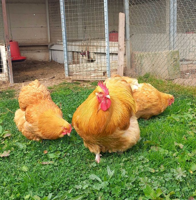 Ovos e pintos de Galinhas de Raça