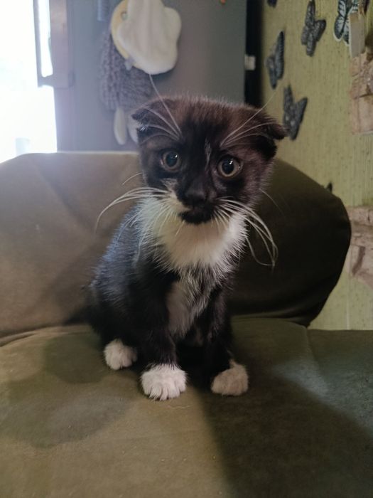 Котейка вислоушка