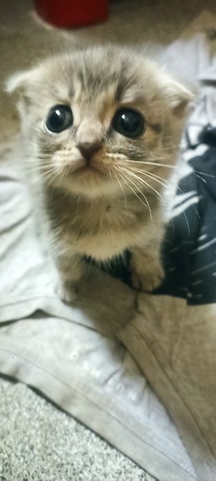 Продам котика висловухого