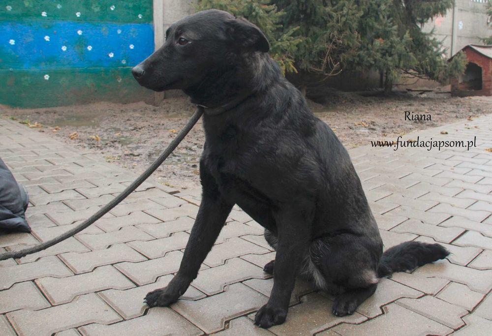 Riana - piękna suczka szuka domku