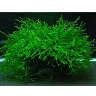 Musgo de Java - Plantas Aquáticas
