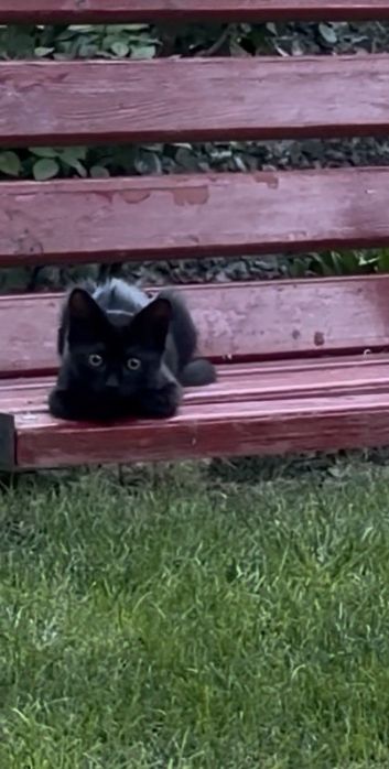 Черные котята ищут дом