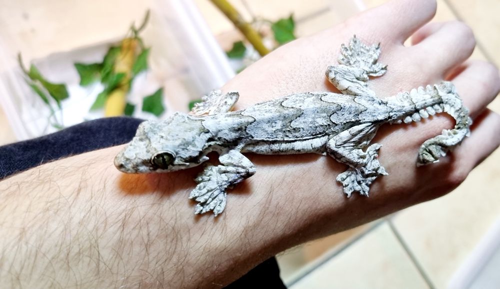 Gekon fałdoskóry/Fałdoskórkon indomalajski (ptyhozoon kuhli)