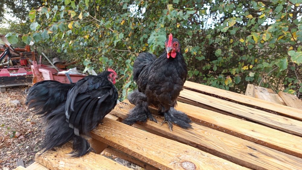 3 Galos Pekin  - 3 meses e meio