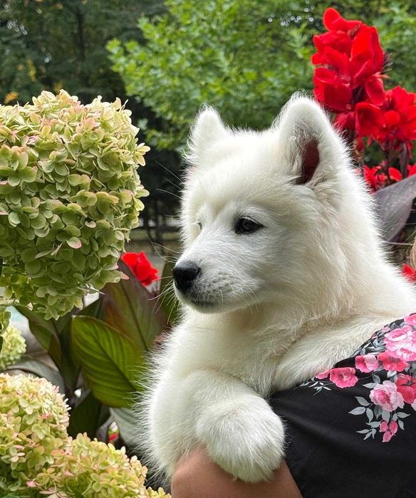 SAMOYED szczeniak suczka ZKwP