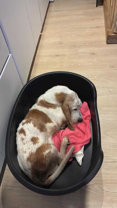 Senior Basset Hound