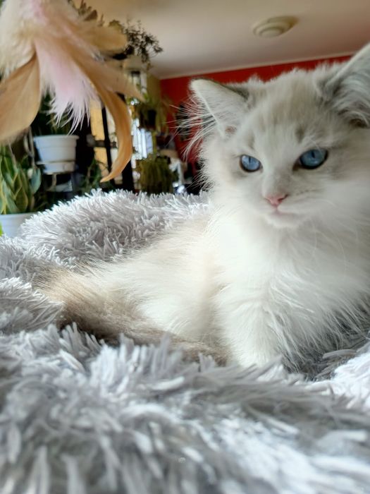 Kocurek Ragdoll, Międzynarodowy Rodowód FPL