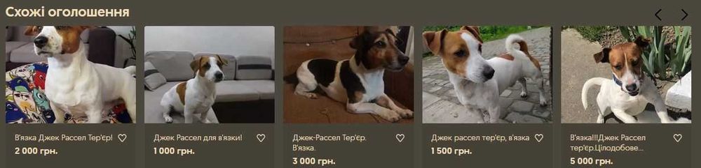 Джек-Рассел Тер'єр. В'язка.