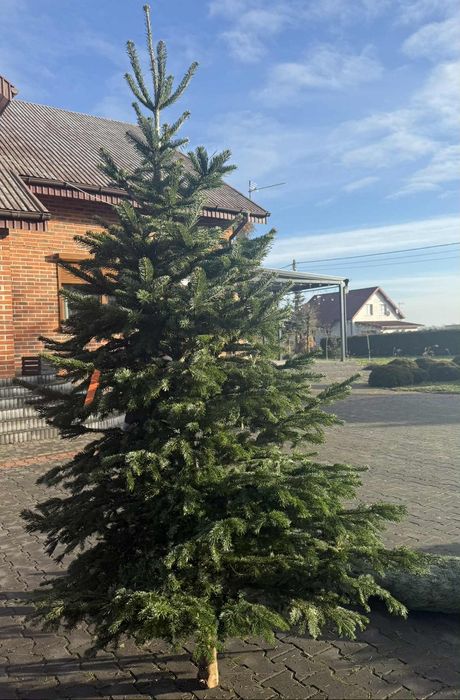 SPRZEDAM – Jodła Kaukaska / Choinki Świąteczne