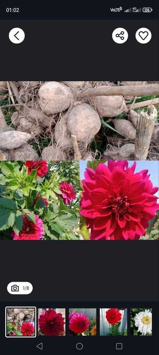 Корнеклубні георгін (суміш)