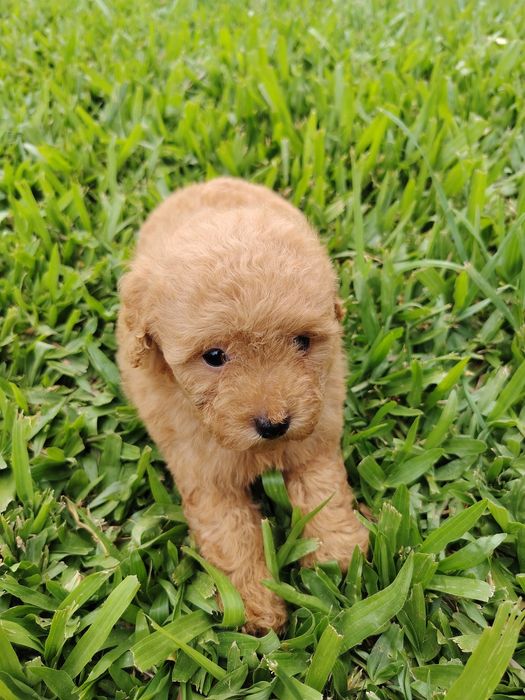 Poodle toy macho
