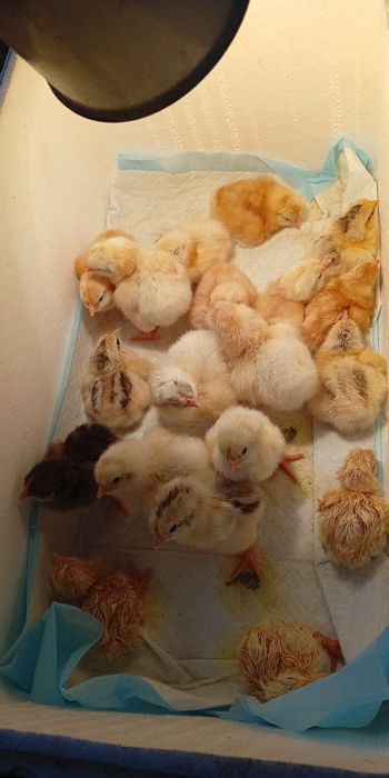 Продам циплят іспанок