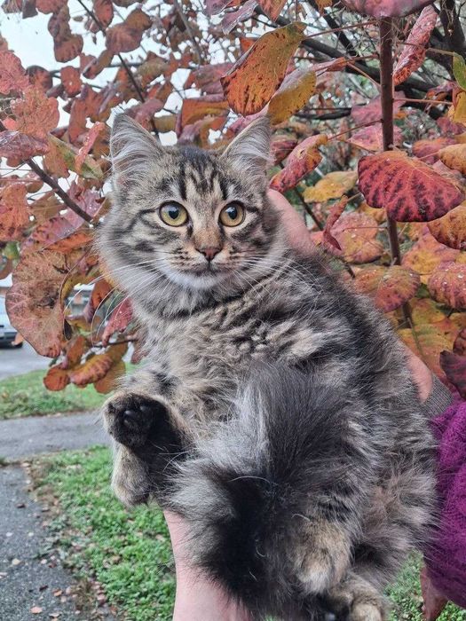Кошеня, 5 місяців, пухнаста Мавка шукає родину