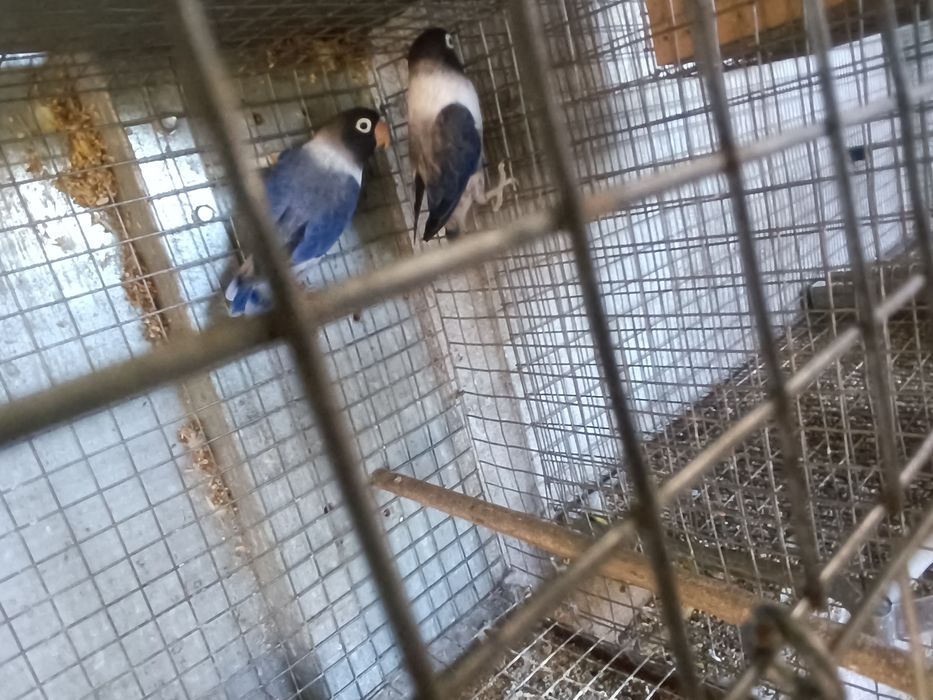 Kakarikis e personatas