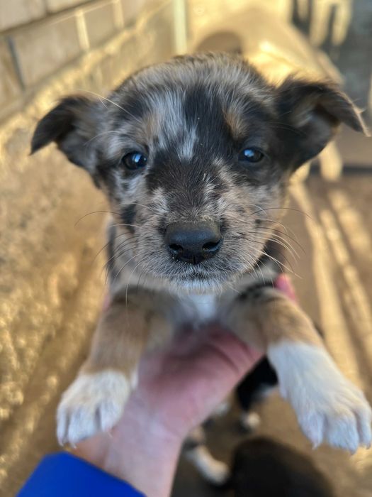 Прекрасні дівчинки