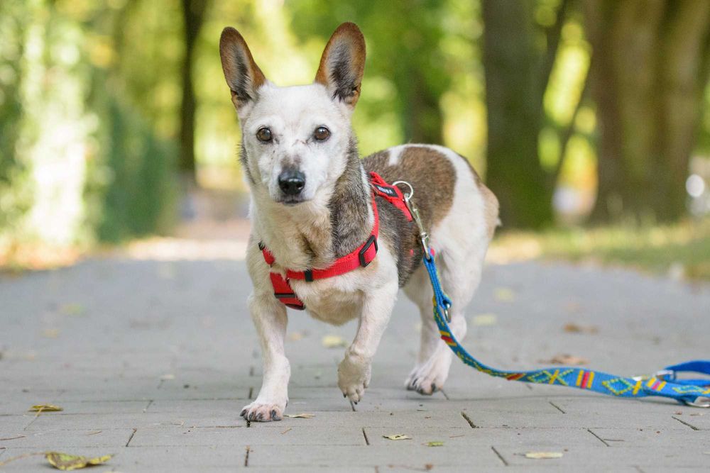 Malutka śliczna łaciata sunia Lipia szuka miłości na całe życie