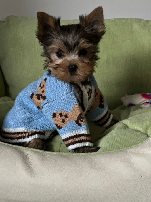 Усміхнений клубочок радості – енергійний міні-йорк у подарунок душі