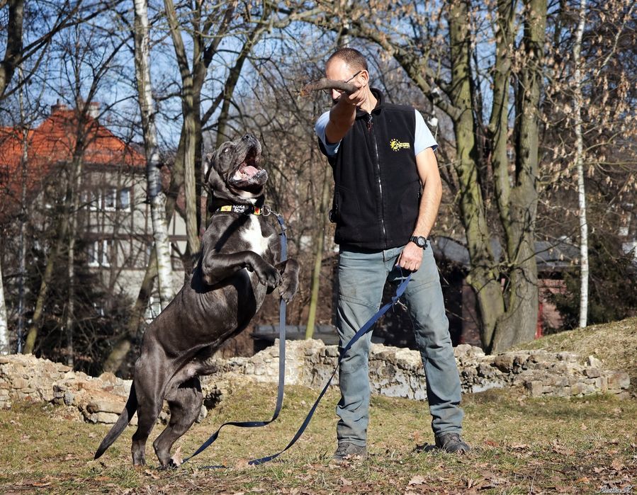 Szukamy domu dla Bazyla - Cane Corso