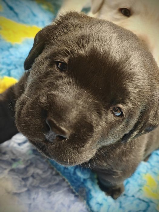 Labrador Retriever suczka