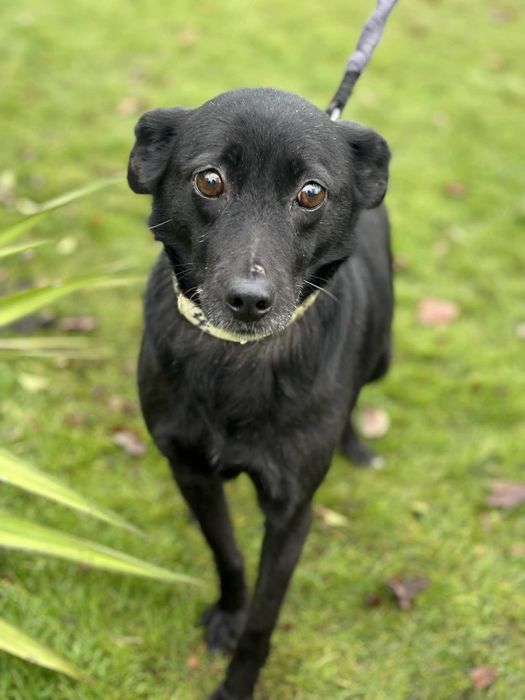Pokochaj wspaniałą niezwykle tulasną 3 letnią sunie