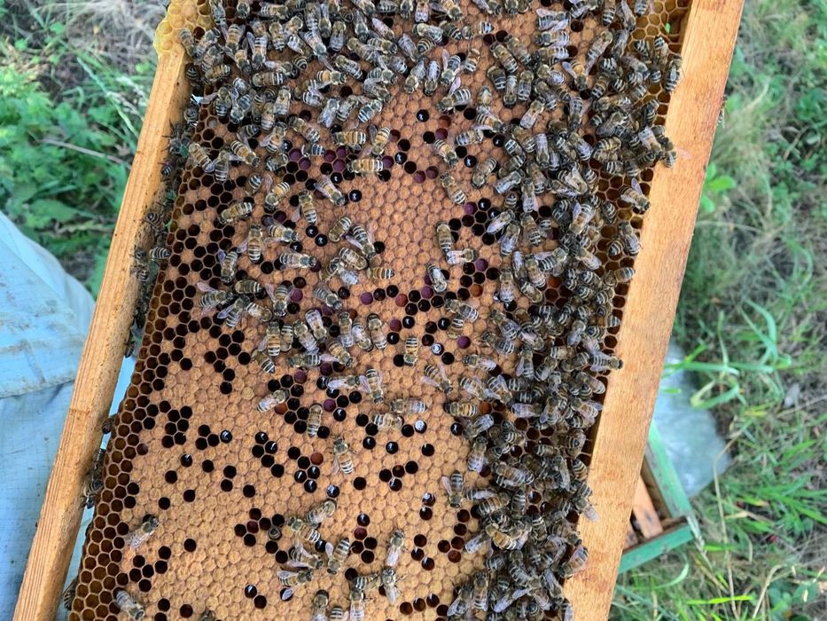 Відводки бджолині