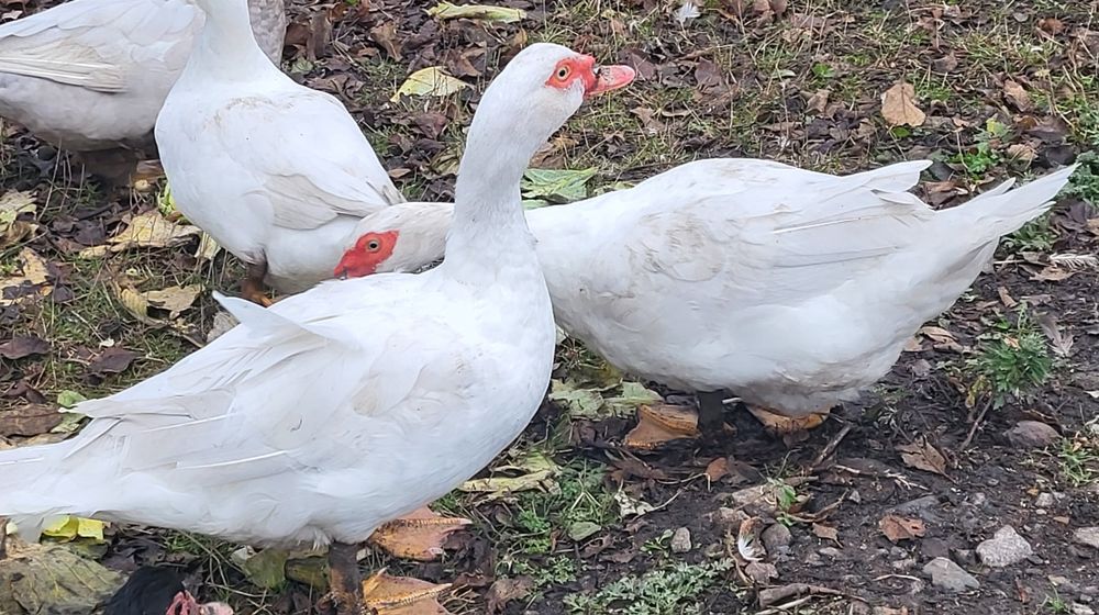 Инкубационное яйцо  мускусной утки, индоутки тяжелой линии Белые