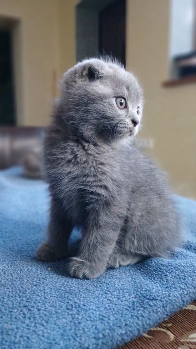 висловухі котики